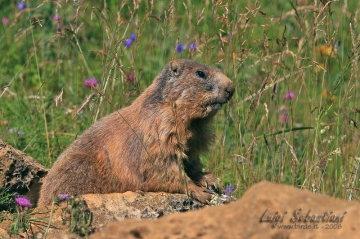 Marmotta - Marmota marmota